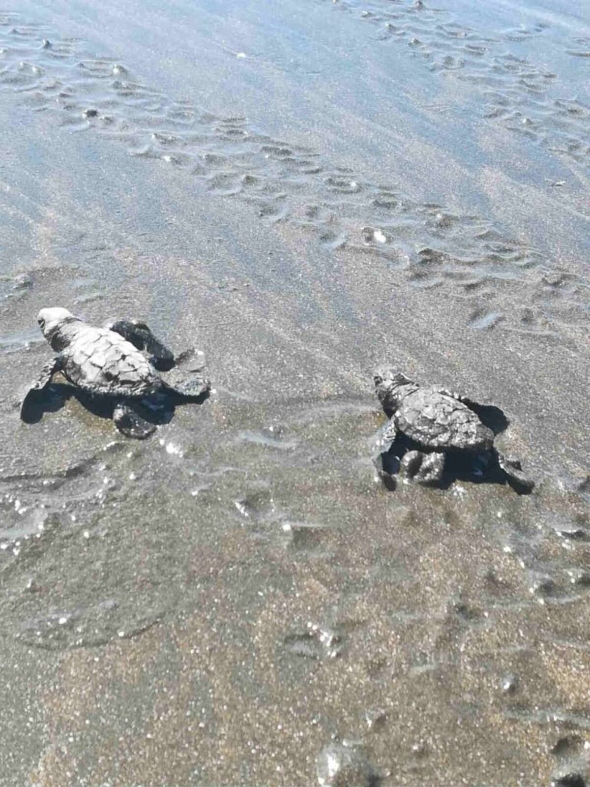 ‘Yo aquí, mi mente en Pedasí’, así conocí este destino de Azuero por primera vez