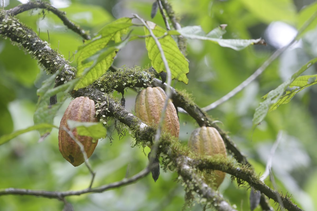 El cacao, un “oro marrón” cada vez más escaso