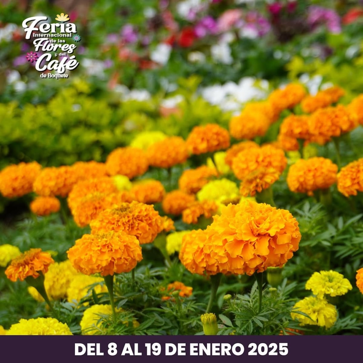 Calendario de ferias y festivales en Panamá: 10 opciones para disfrutar este 2025