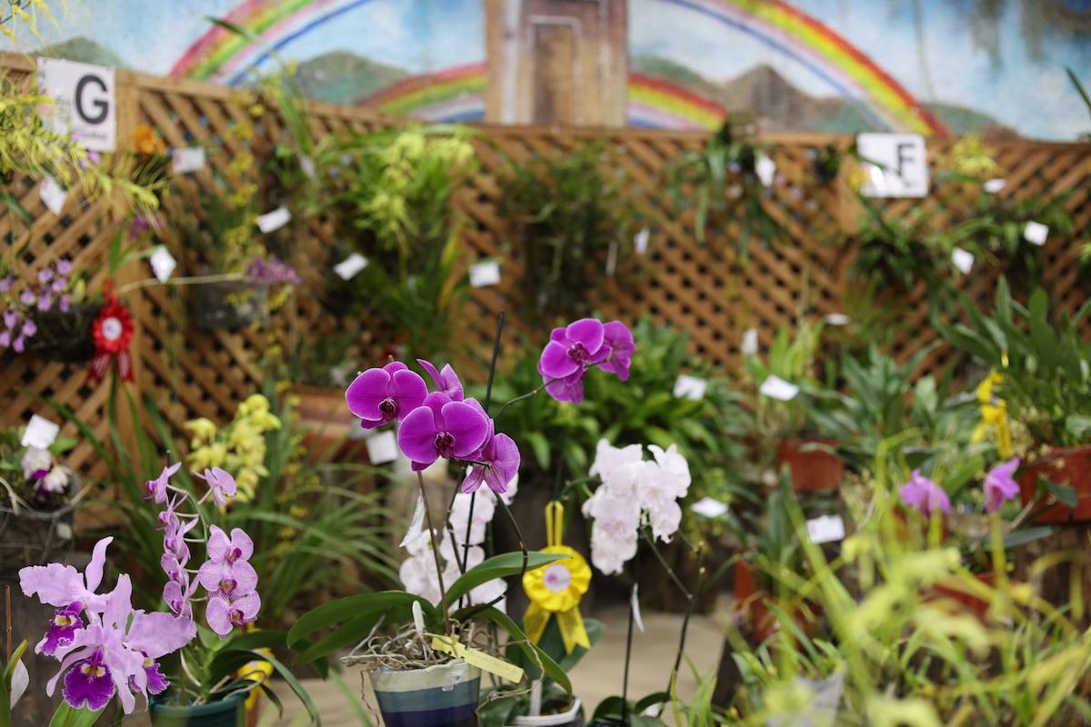900 especies de orquídea compiten en certamen de belleza en Panamá