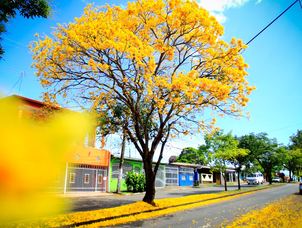 Cuando la ciudad respira amarillo: la magia del guayacán en pleno verano en Panamá