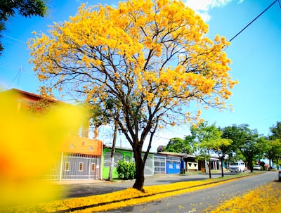Cuando la ciudad respira amarillo: la magia del guayacán en pleno verano en Panamá