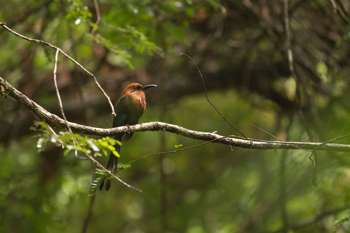 Panamá celebrará el Día Mundial de las Aves Migratorias: más de 175 especies visitan el país