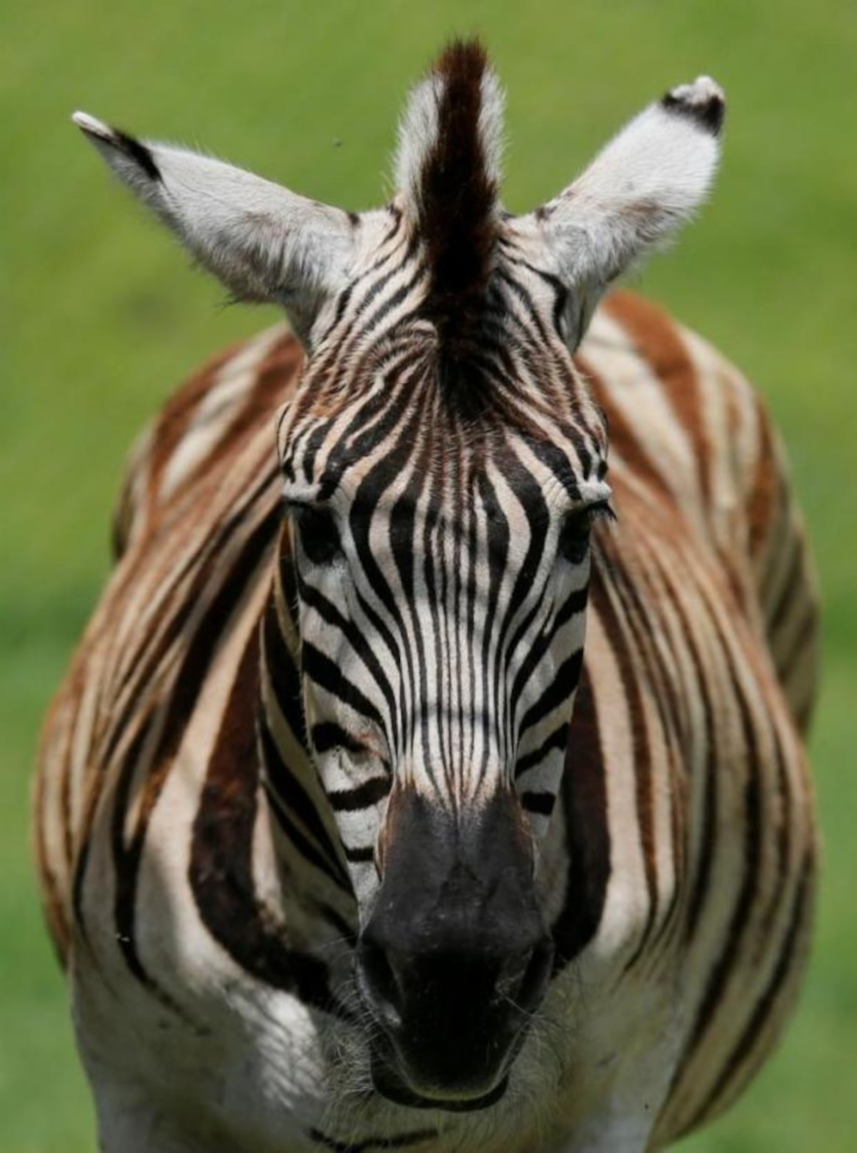 Paseo por el zoológico