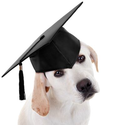 El preescolar canino