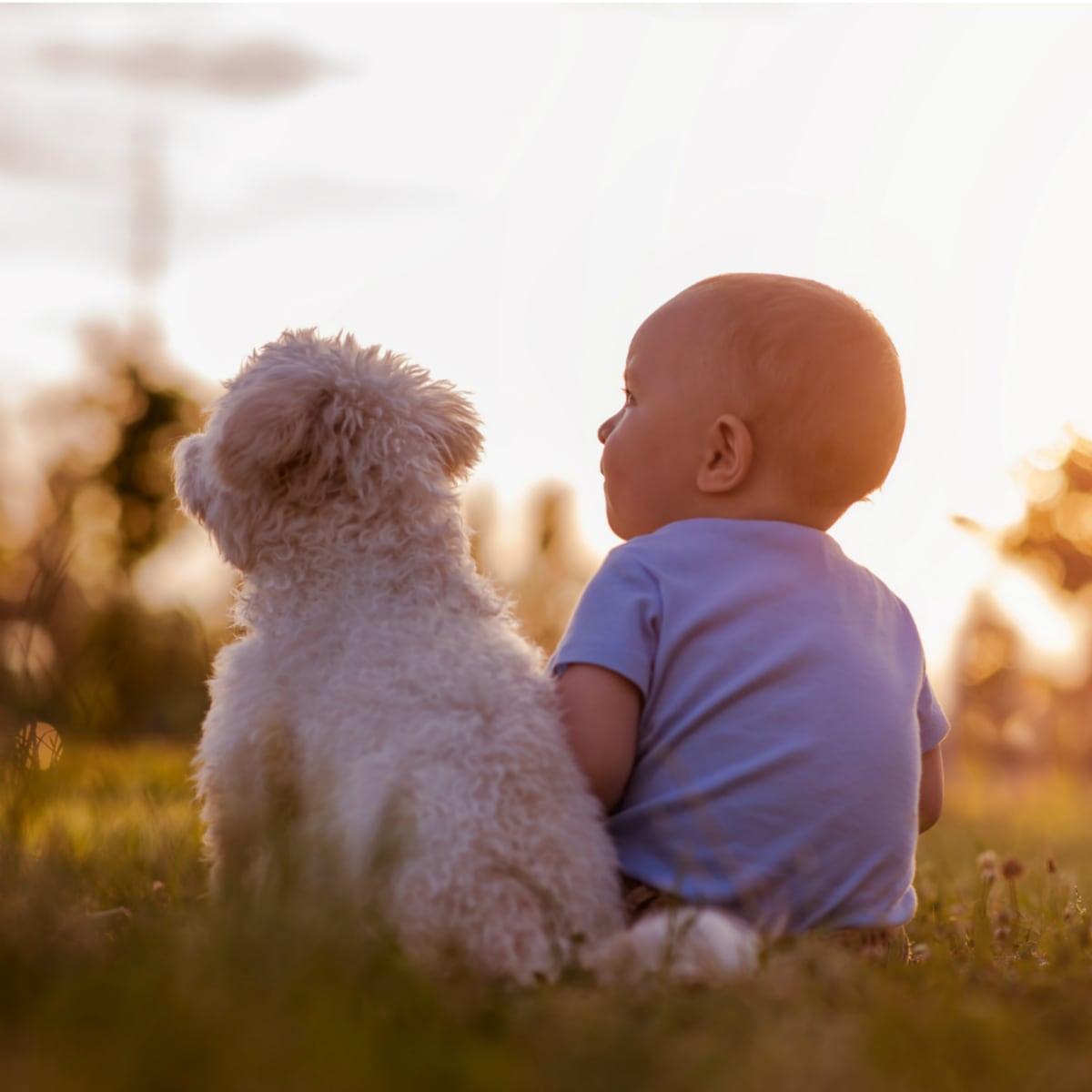 Perros y padres primerizos