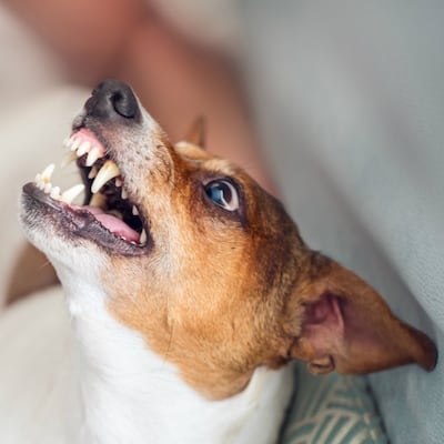 Síndrome de la furia canina