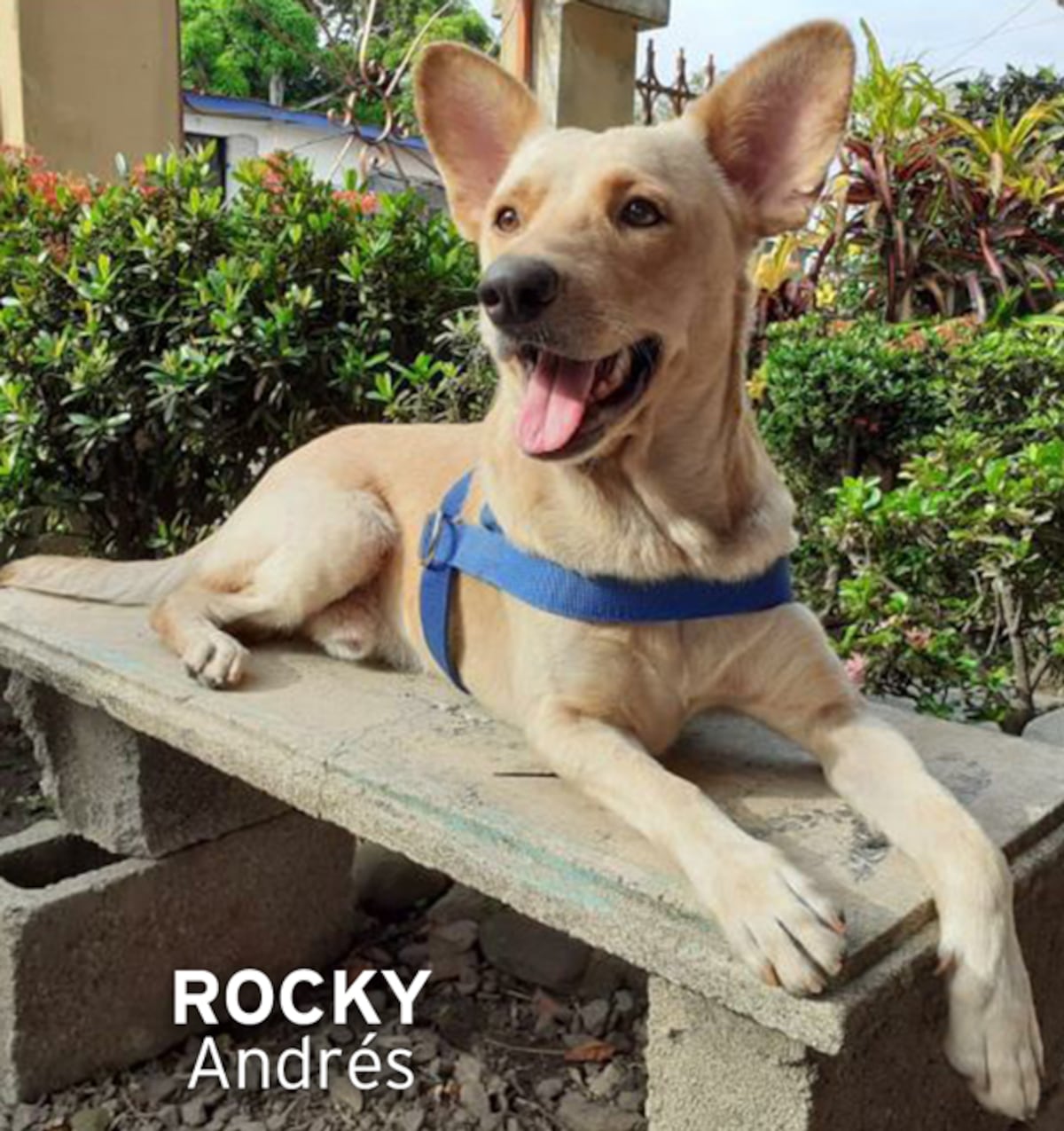 ‘Mis hijos perrunos’, ‘Mis niñas’, ‘Mi perrihija’, el Día Mundial del Perro en Panamá