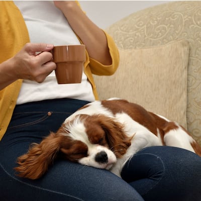 12 señales que muestran que tu perro es quien manda en casa