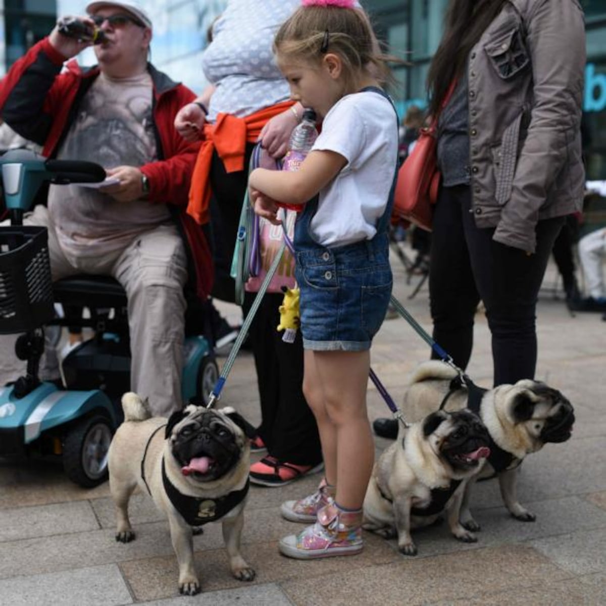 PugFest, la fiesta de los perros pugs en Inglaterra