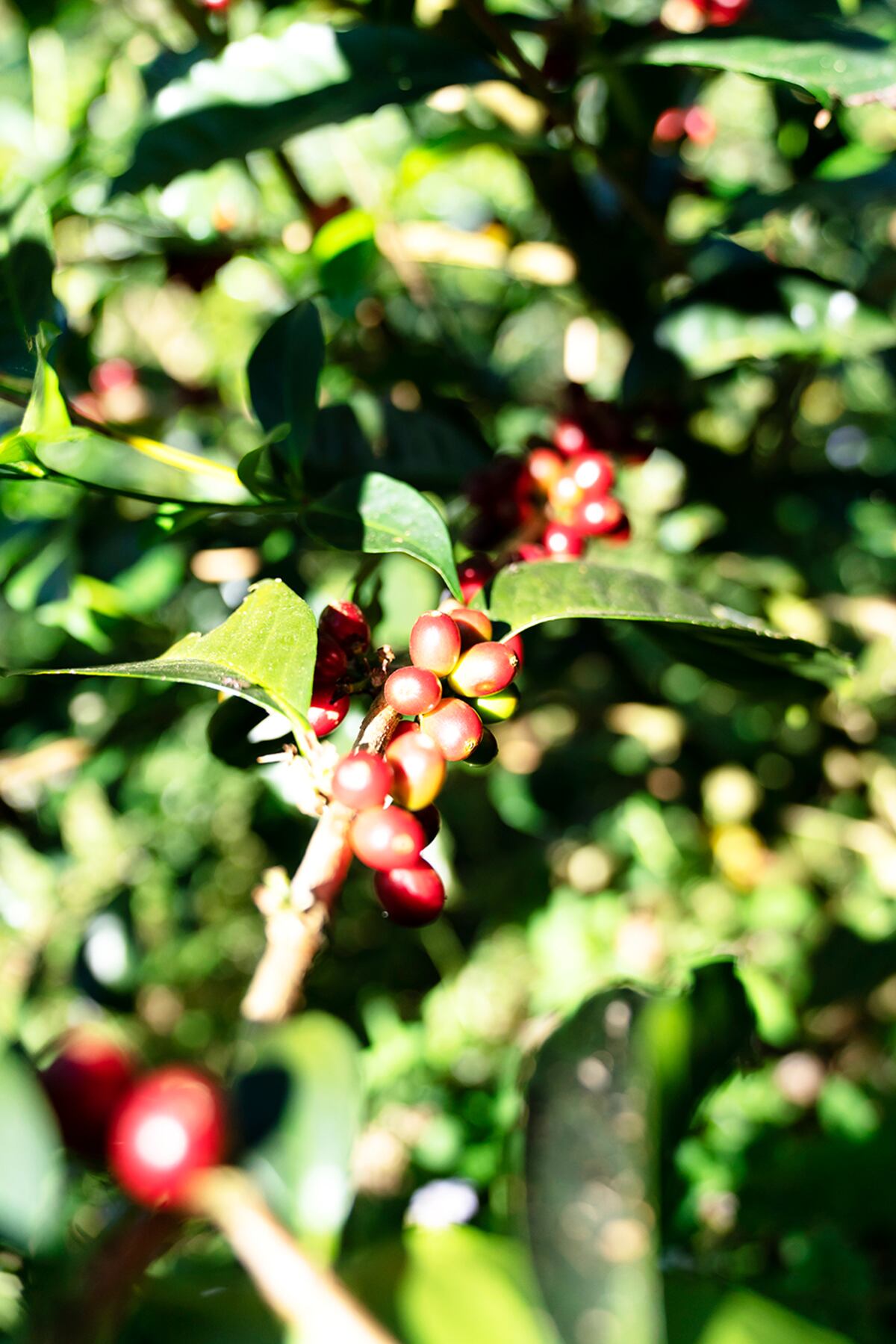 Boquete celebra la octava edición de La Cosecha, una plataforma que enaltece al café panameño