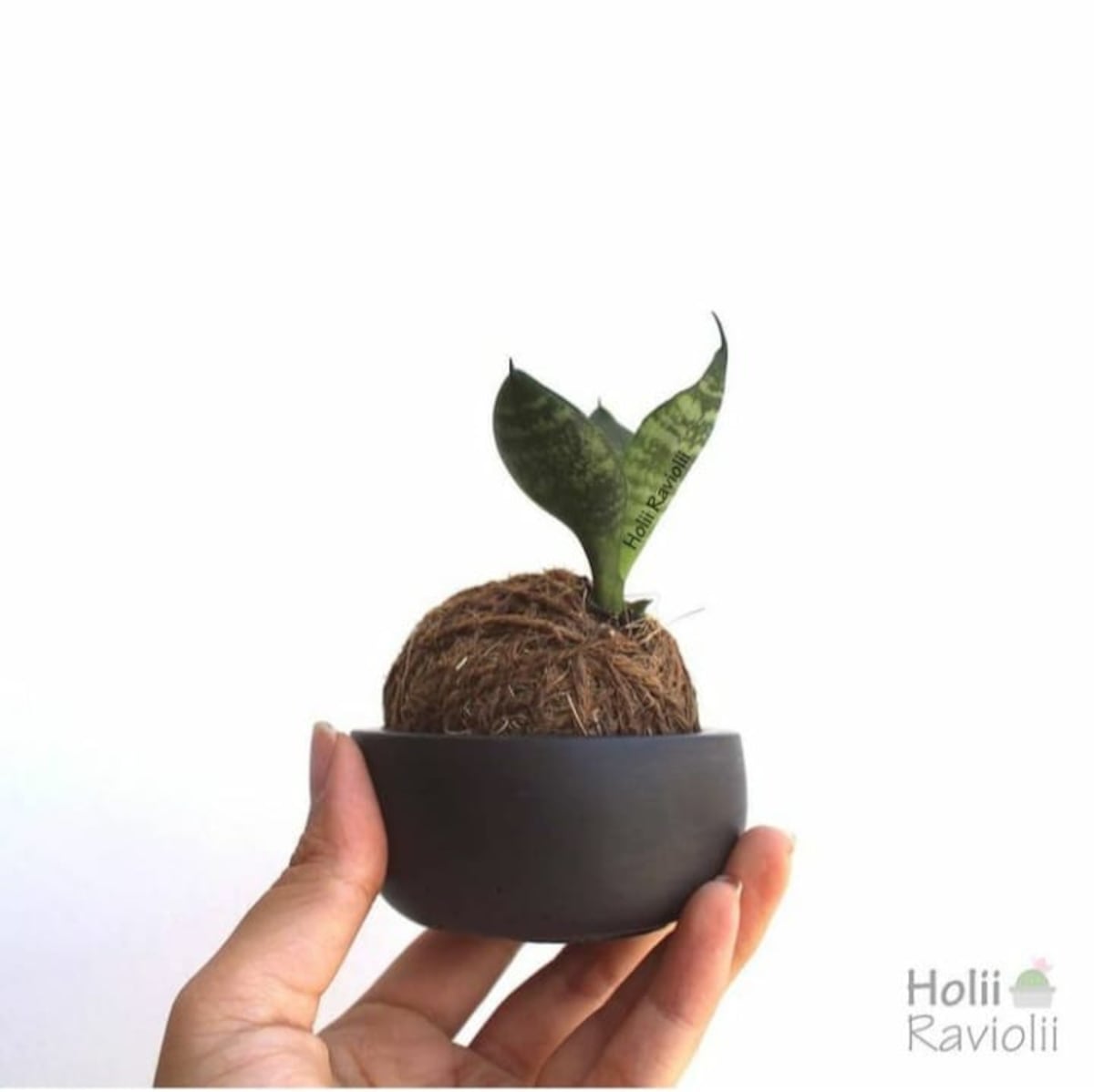 11 cuentas de Instagram en Panamá para ‘plant lovers’