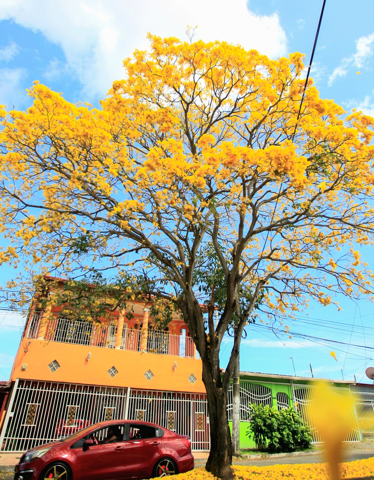 Cuando la ciudad respira amarillo: la magia del guayacán en pleno verano en Panamá