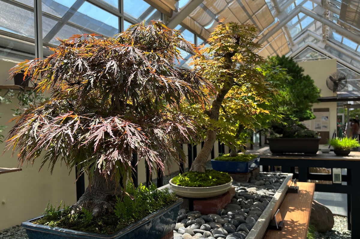 Un roble de 1851 y un bosque diminuto: 100 años de bonsáis del Jardín Botánico de Brooklyn