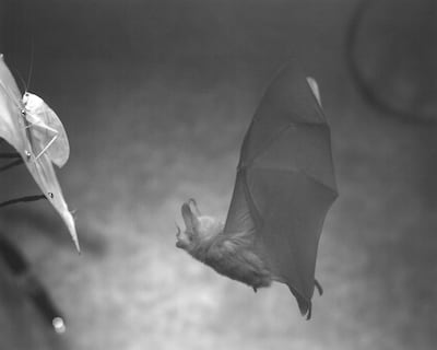 ¿Puede un murciélago atrapar a su presa en un espejo? Las habilidades expertas de un murciélago para buscar alimento reveladas mediante un robot