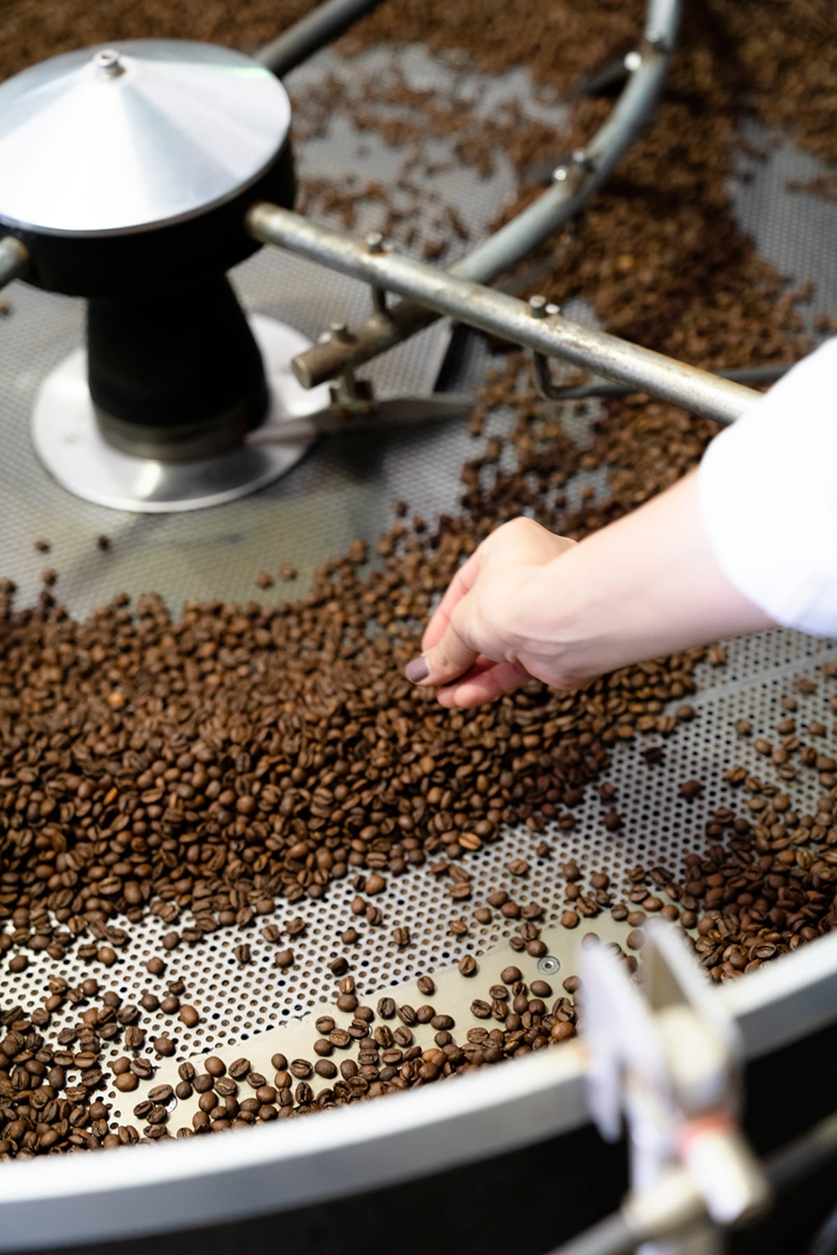 Boquete celebra la octava edición de La Cosecha, una plataforma que enaltece al café panameño