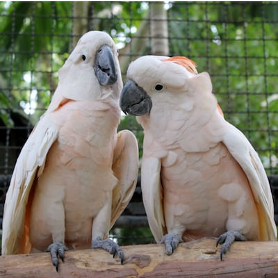 Preguntas frecuentes sobre aves en cautiverio