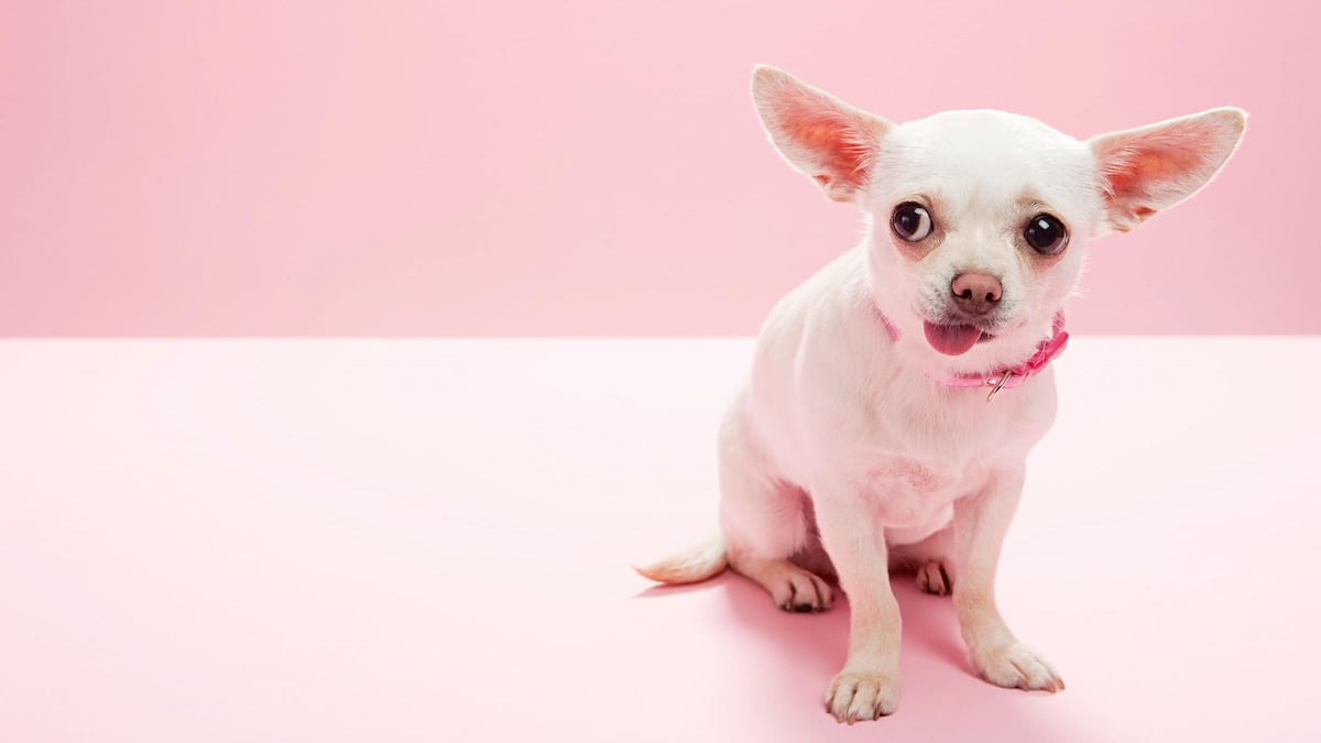 “Cuando ves a un chihuahua, estás viendo a un lobo”: el estudio que revela que la diversidad de nuestros perros se remonta a la Edad de Piedra