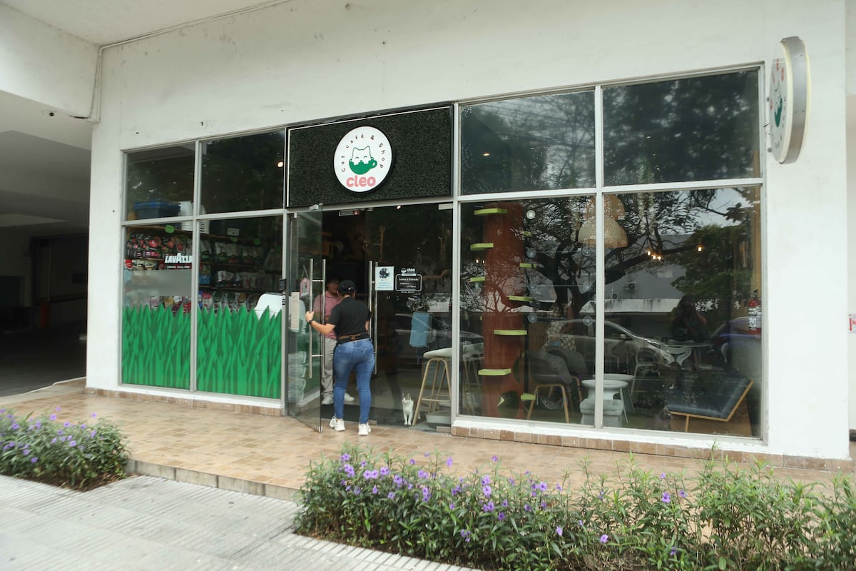 De no querer gatos a salvar más de 100: Laura Ospina y el poder transformador del amor felino