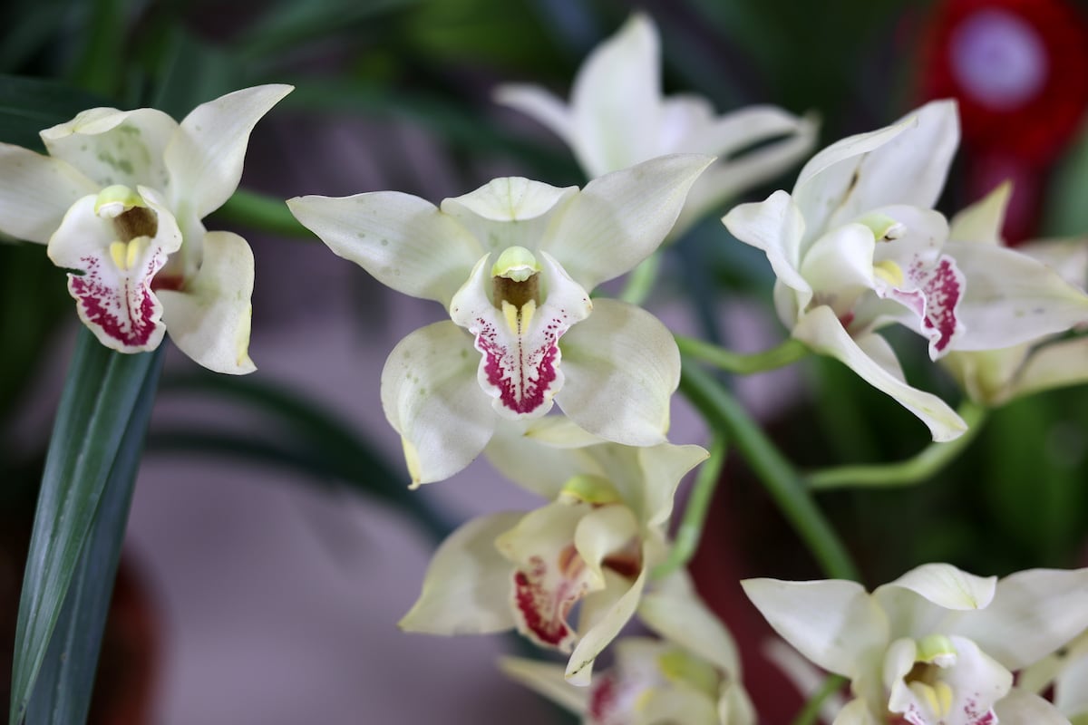 900 especies de orquídea compiten en certamen de belleza en Panamá