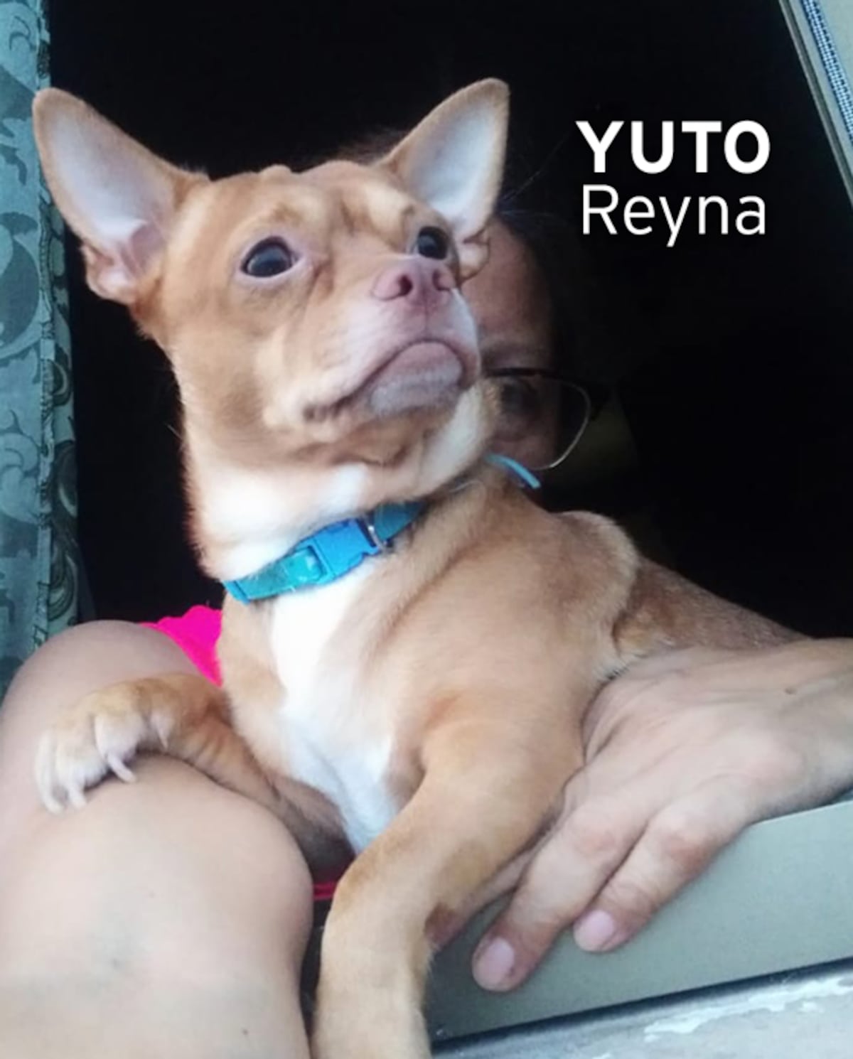 ‘Mis hijos perrunos’, ‘Mis niñas’, ‘Mi perrihija’, el Día Mundial del Perro en Panamá