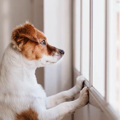 Covid y las mascotas