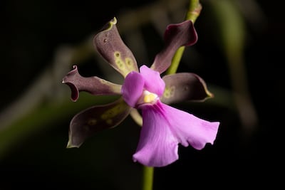 900 especies de orquídea compiten en certamen de belleza en Panamá