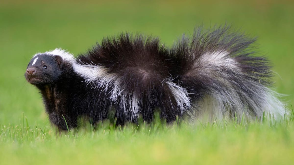 Por qué las cebras, los pandas y otros animales son blancos y negros