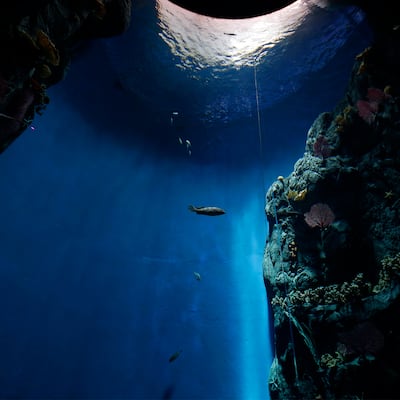 Océanos divididos, el nuevo acuario del Biomuseo