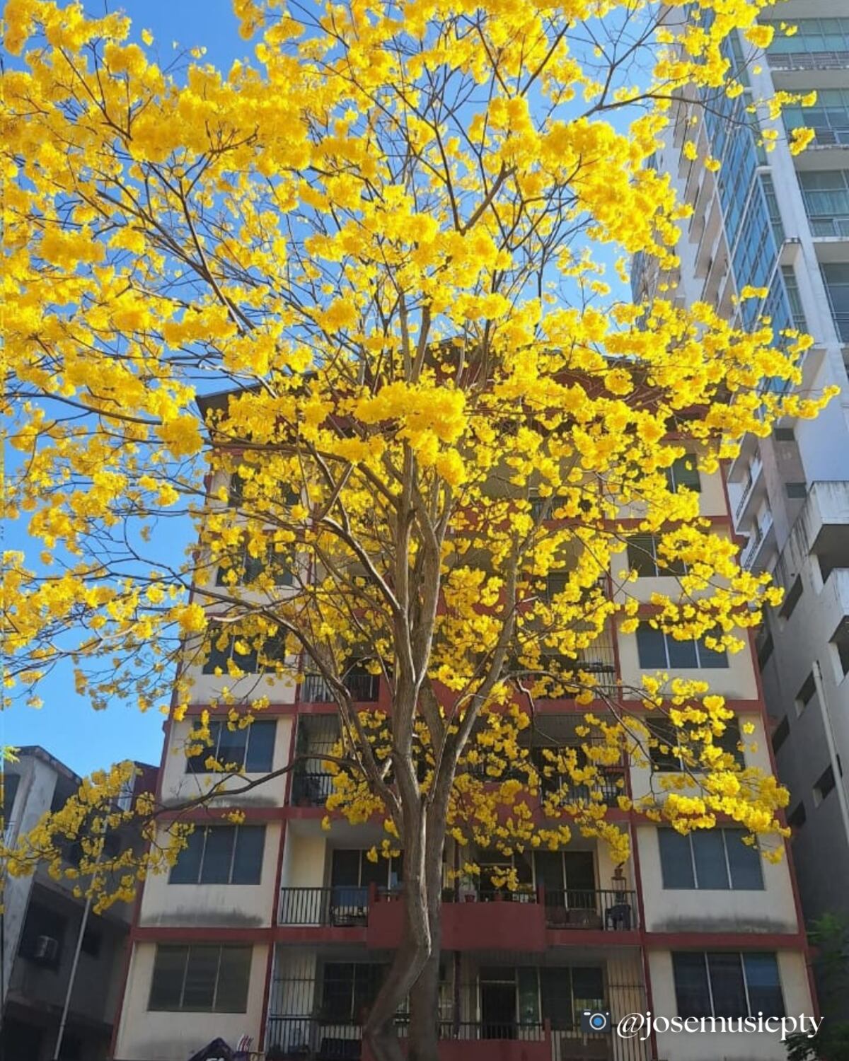 “Ven, vamos a hacer un tour de guayacanes por Panamá”: 13 fotos de los más coloridos del verano