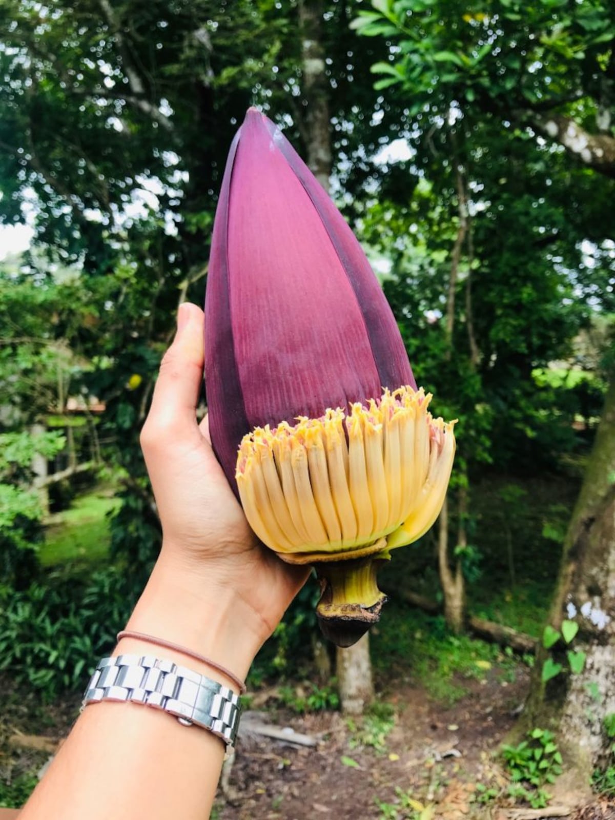 Cocinando la flor de plátano y otras joyas de la tierra panameña