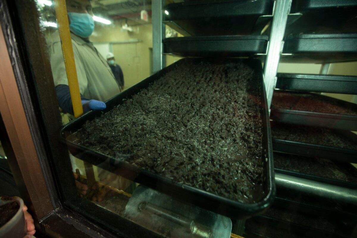 La mosca estéril que solo se produce en Panamá