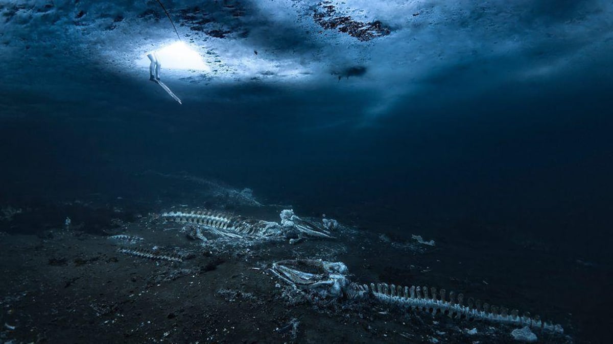 Las imágenes de los cementerios de ballenas que transforman las profundidades del mar