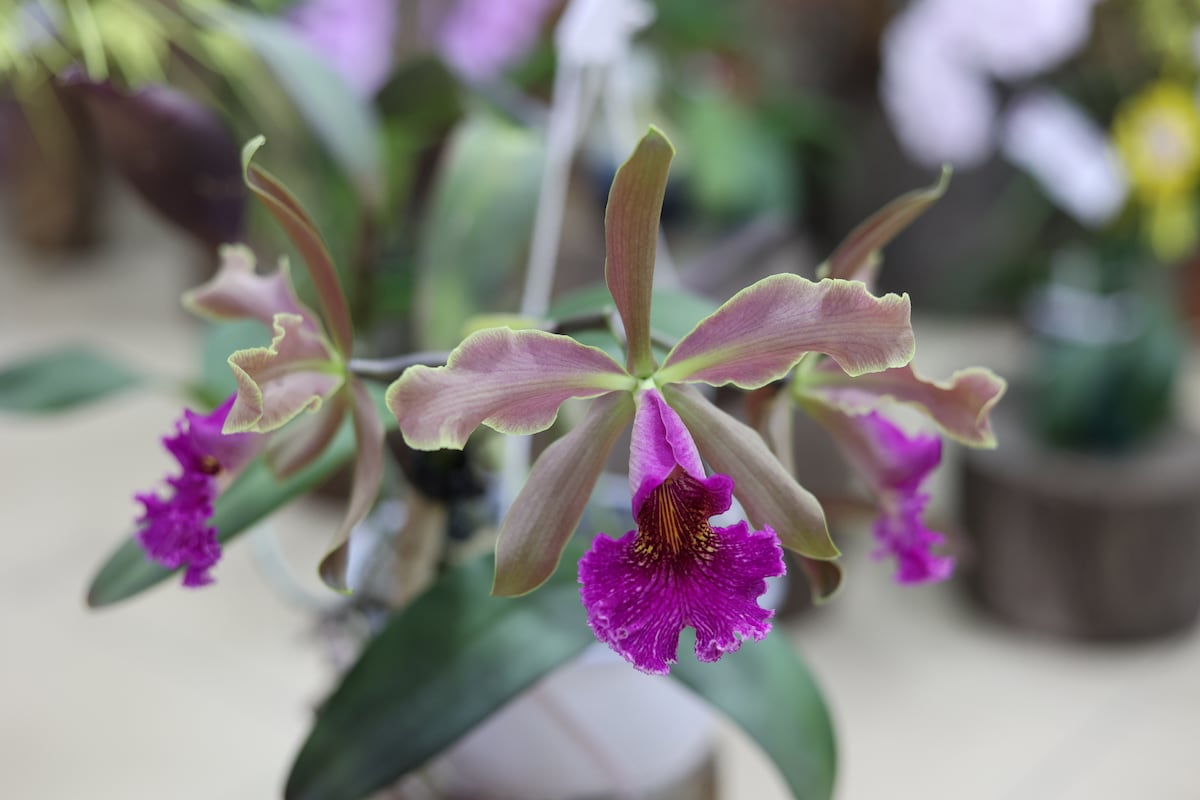 900 especies de orquídea compiten en certamen de belleza en Panamá