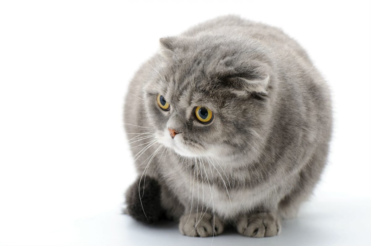 El hermoso y controversial ‘Scottish Fold’