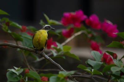Panamá celebrará el Día Mundial de las Aves Migratorias: más de 175 especies visitan el país