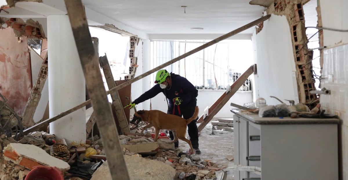 Entre ladridos y esperanza: la historia de los perros panameños que viajaron a Venezuela para buscar sobrevivientes
