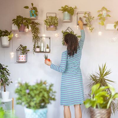 Cómo cuidar mis plantas en temporada seca en Panamá