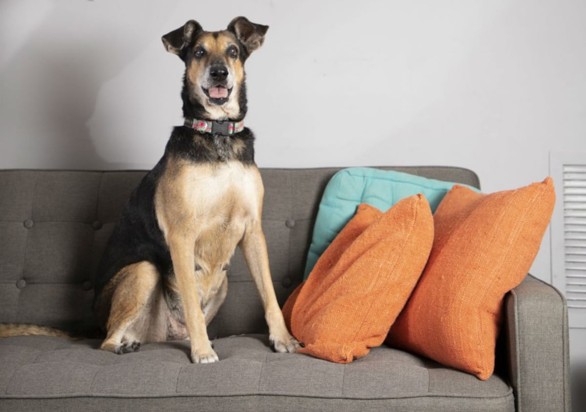 Paty, la perrita criolla que va los viernes a la oficina