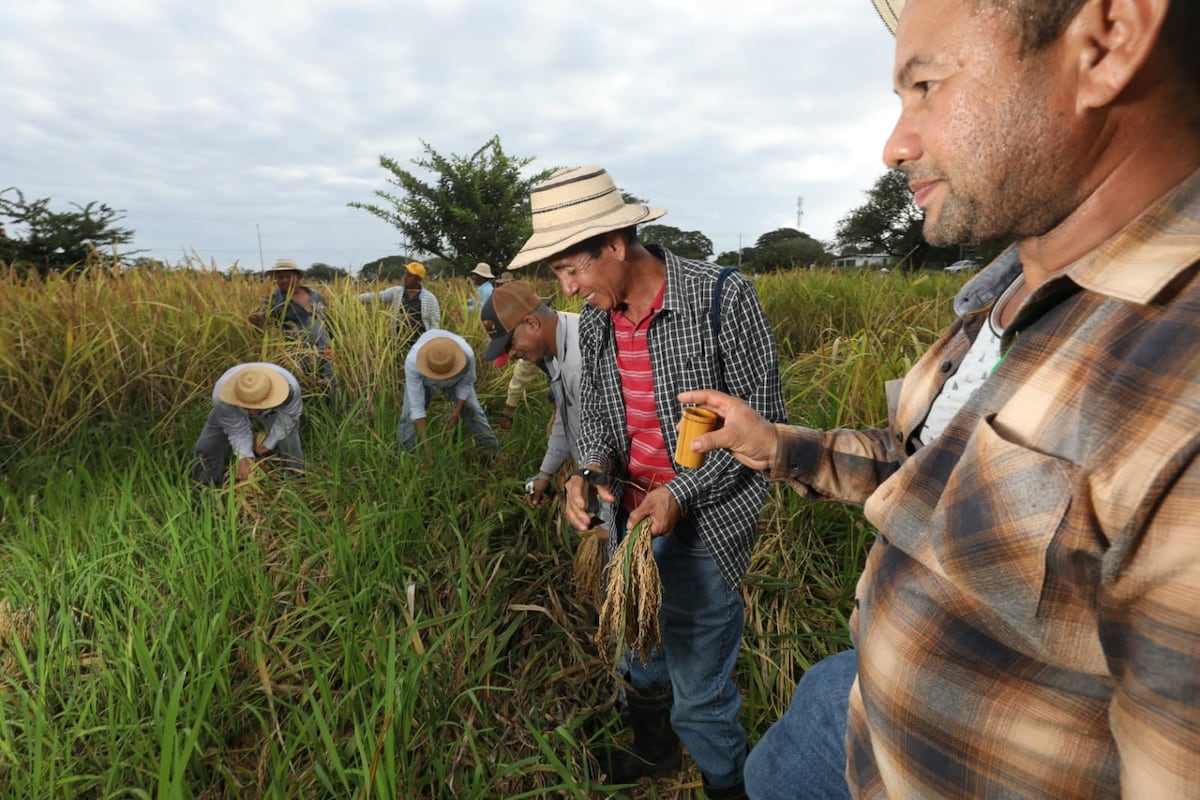 Tradicional junta de corta de arroz en El Ejido de Los Santos
