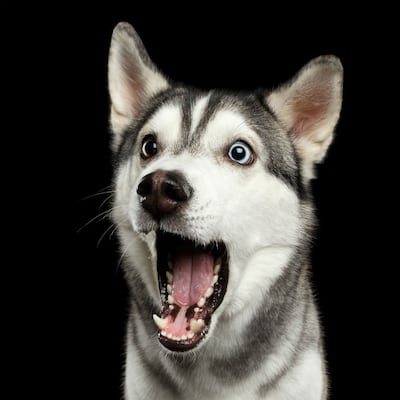 ¿Por qué mi perro pierde pelo?