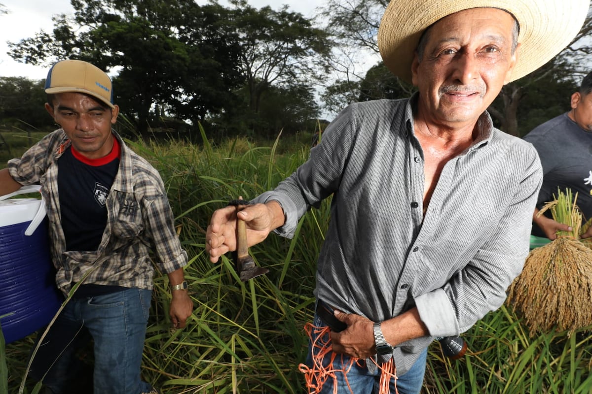 Tradicional junta de corta de arroz en El Ejido de Los Santos