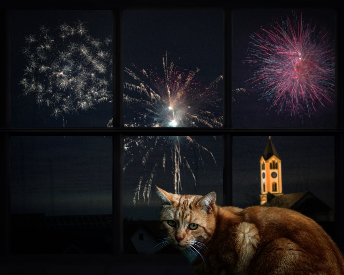Mascotas y pirotecnia: recomendaciones para un fin de año seguro