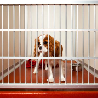 Negligencia en peluquerías y hoteles caninos