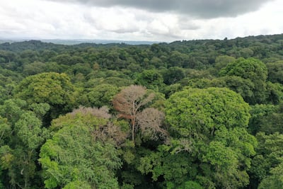 Las tormentas son una de las principales causas de muerte de árboles en los bosques tropicales
