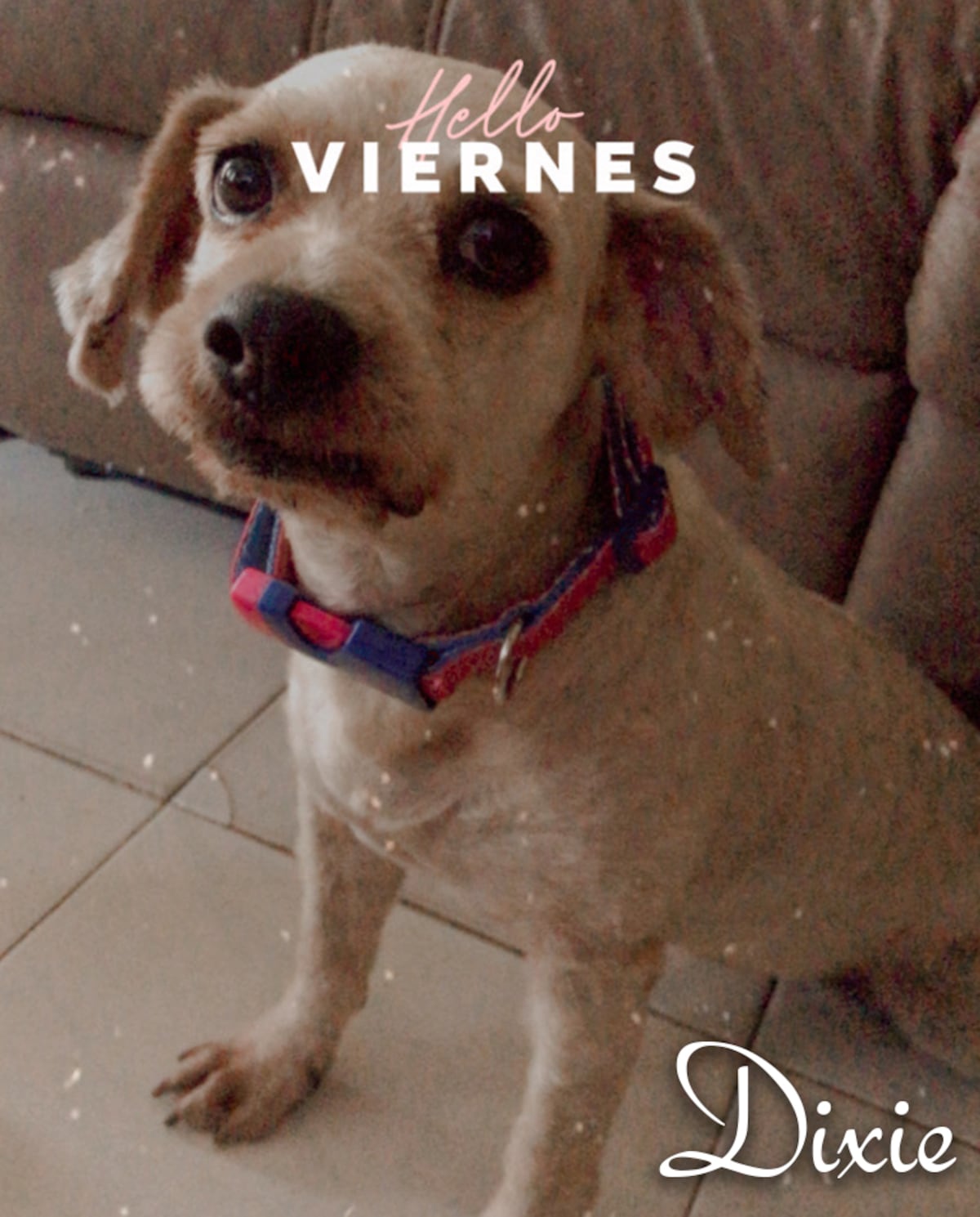 ‘Mis hijos perrunos’, ‘Mis niñas’, ‘Mi perrihija’, el Día Mundial del Perro en Panamá