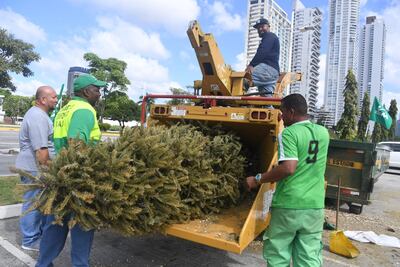 No botes tu arbolito de Navidad: Jornadas especiales para su recolección se realizarán del 7 al 11 de enero en Panamá