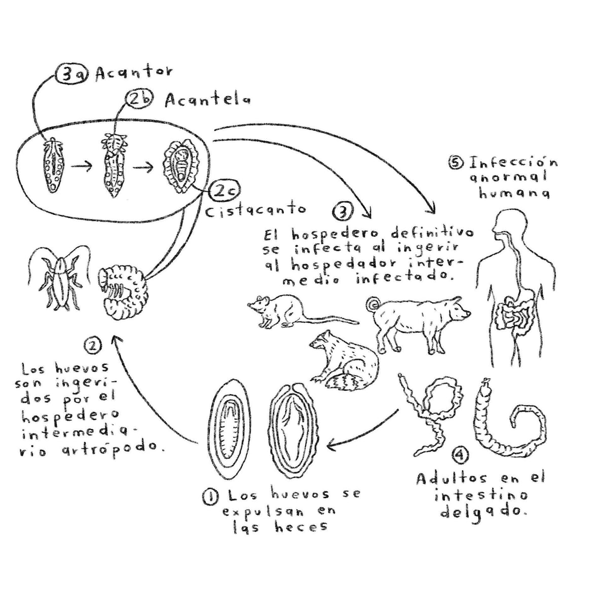 “Los zombis son algo patente y casi que predominante en el mundo animal”