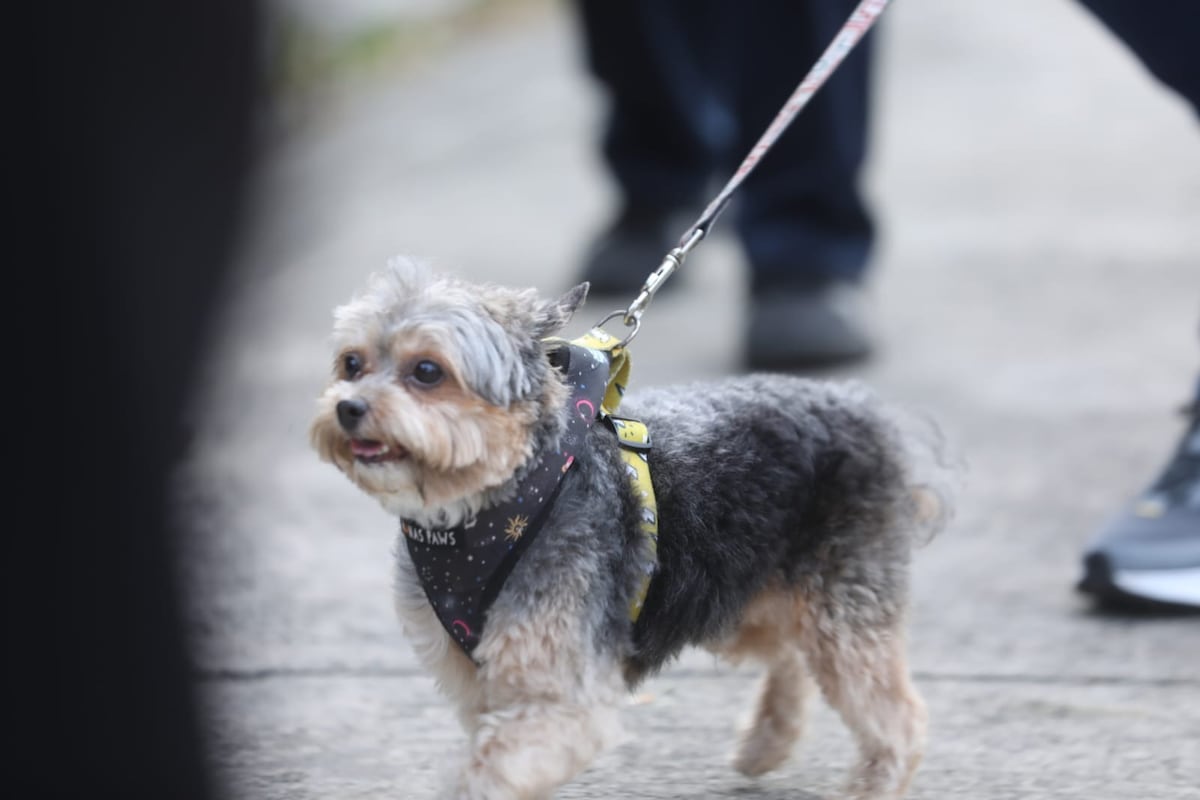 Fotos de Bruno Martinelli en su paseo matutino