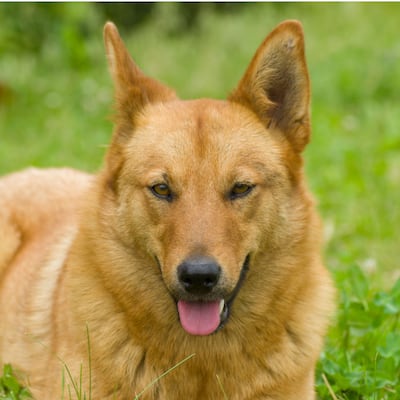 El carácter de los perros